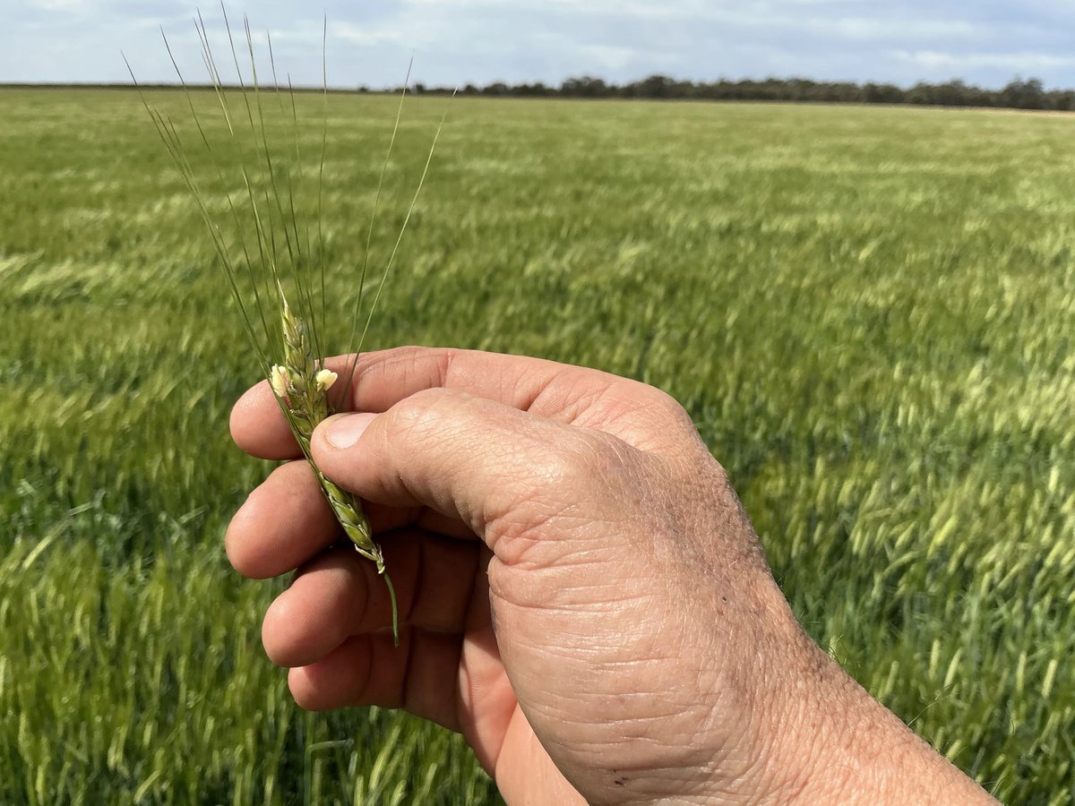 Irrigated crops along the Murrumbidgee maturing quickly with some warmer weather and sunny days. Potential looks good with the limited water allocated to these crops.