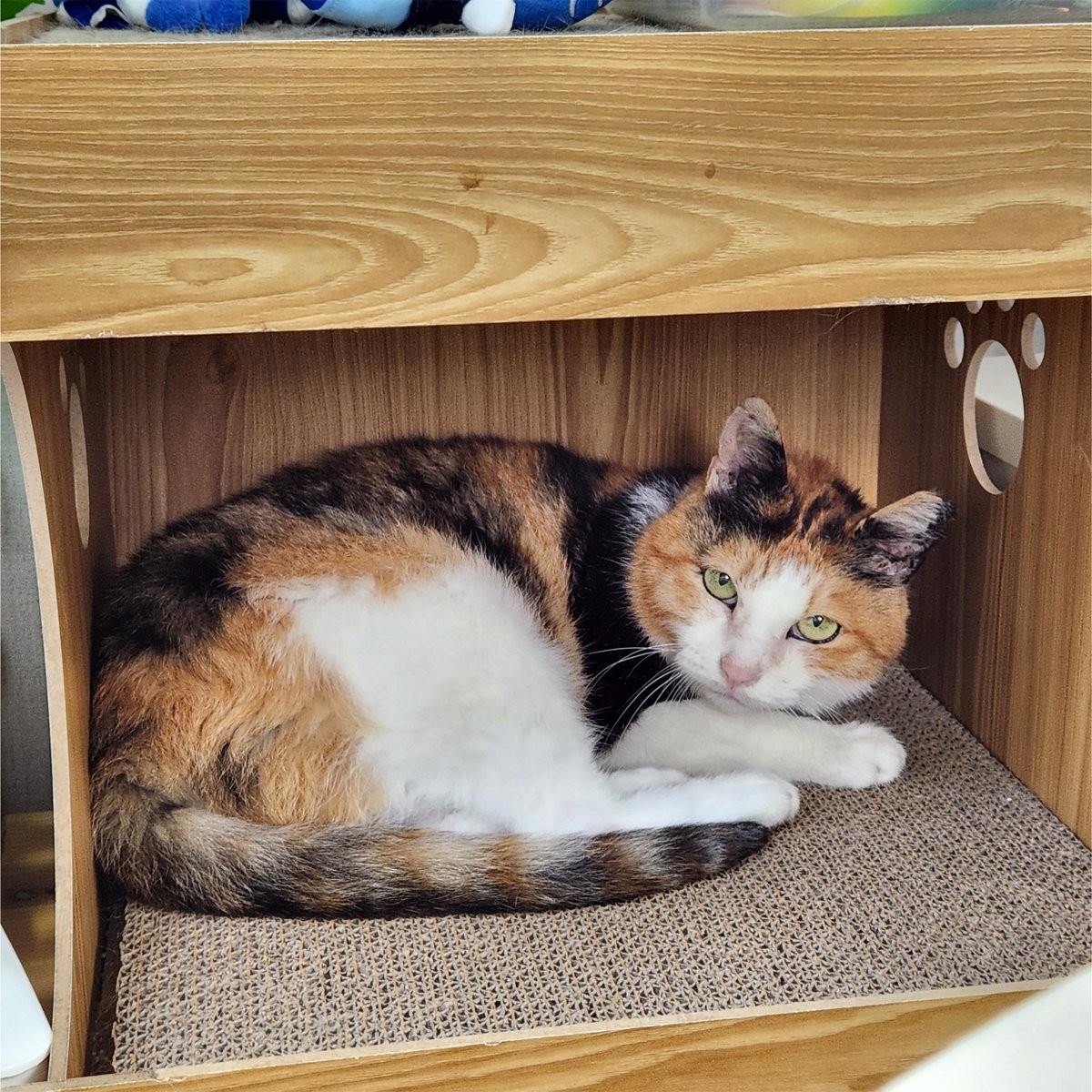 빵실토실 햇살씨에요