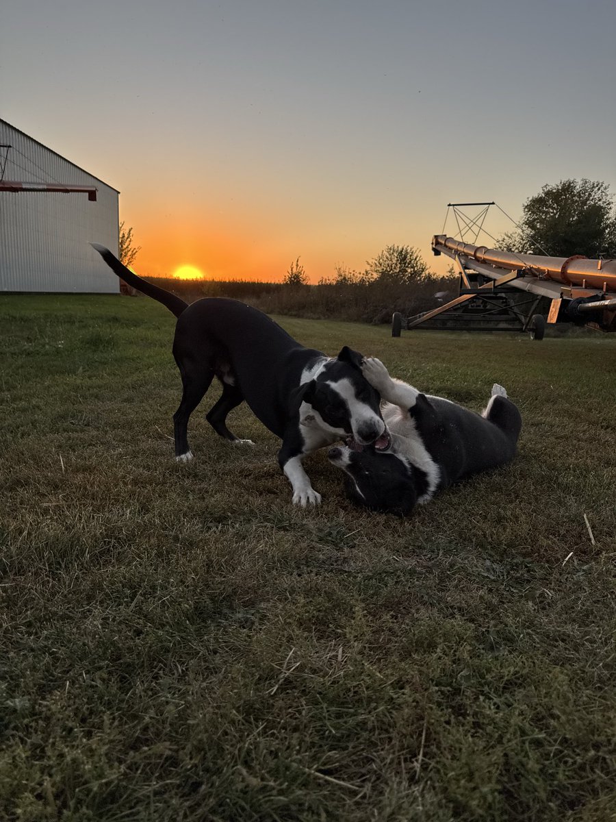 Day 16: These two goofy goobers can drive me crazy one minute, then be sweet as pie the next. The two consistent things - they are always happy to see their people, and they cannot sit still long enough for a photo.