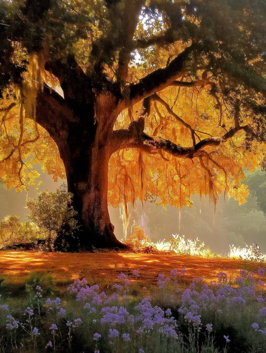 Aurora41155547's tweet image. #Art #Nature #Landscape