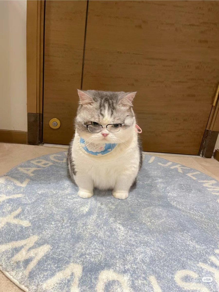nocontextscats's tweet photo. Teacher https://t.co/sCo57rgTRh