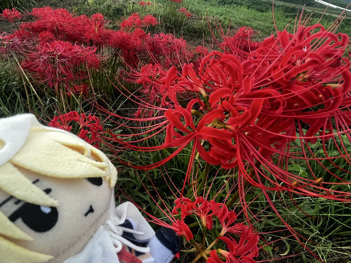 tomtomnoTOM1's tweet photo. 2025/10/9(木)
本日りつ先輩、トム出勤です！
この涼しさ…秋を感じるぜ！！
なんか秋になるとテンション上がる〜
お待ちしてますね🐈 https://t.co/C9GVqHCFSo