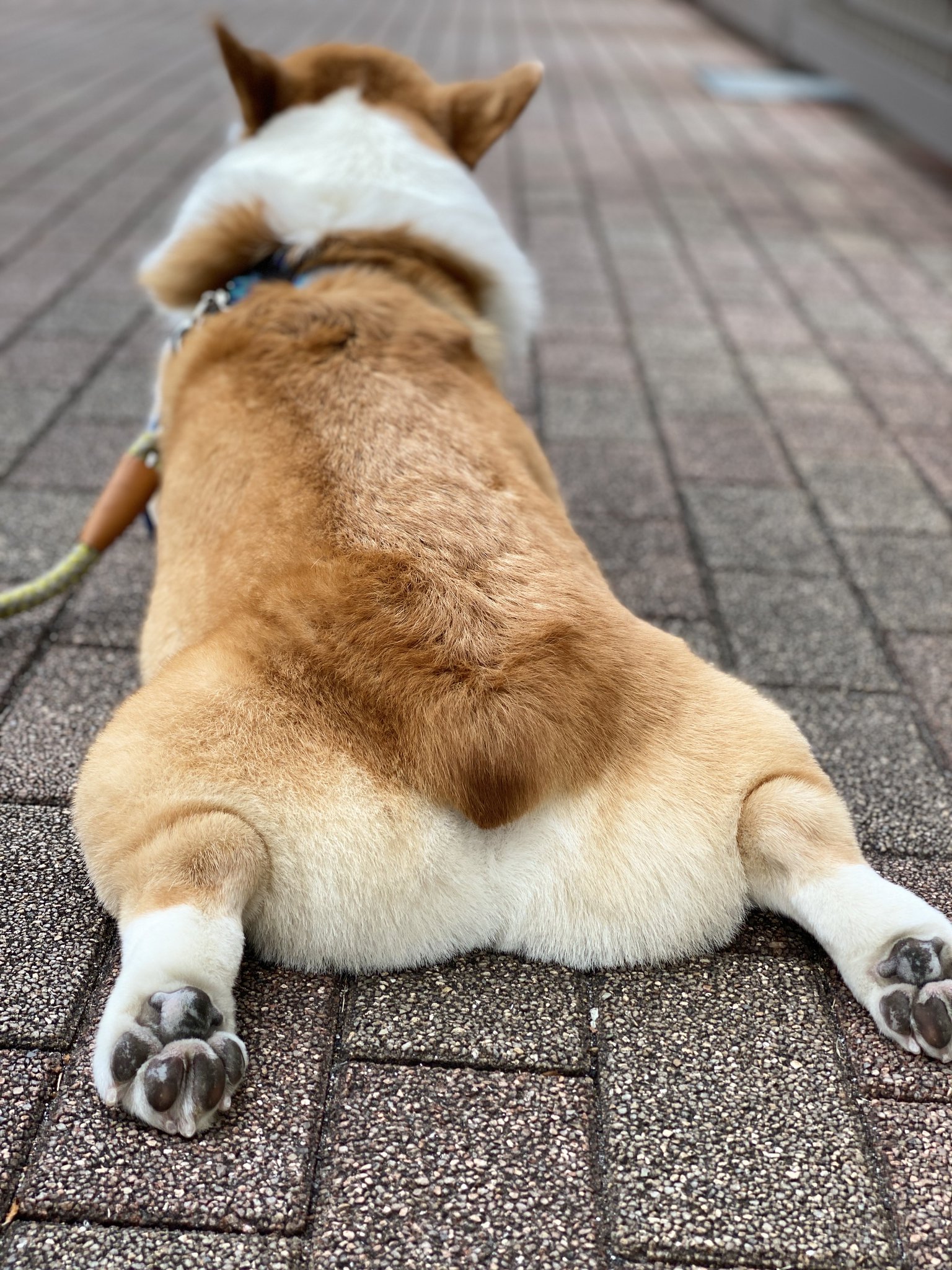 コーギー 中国の最初のコーギー警察犬風井です! 🐶
