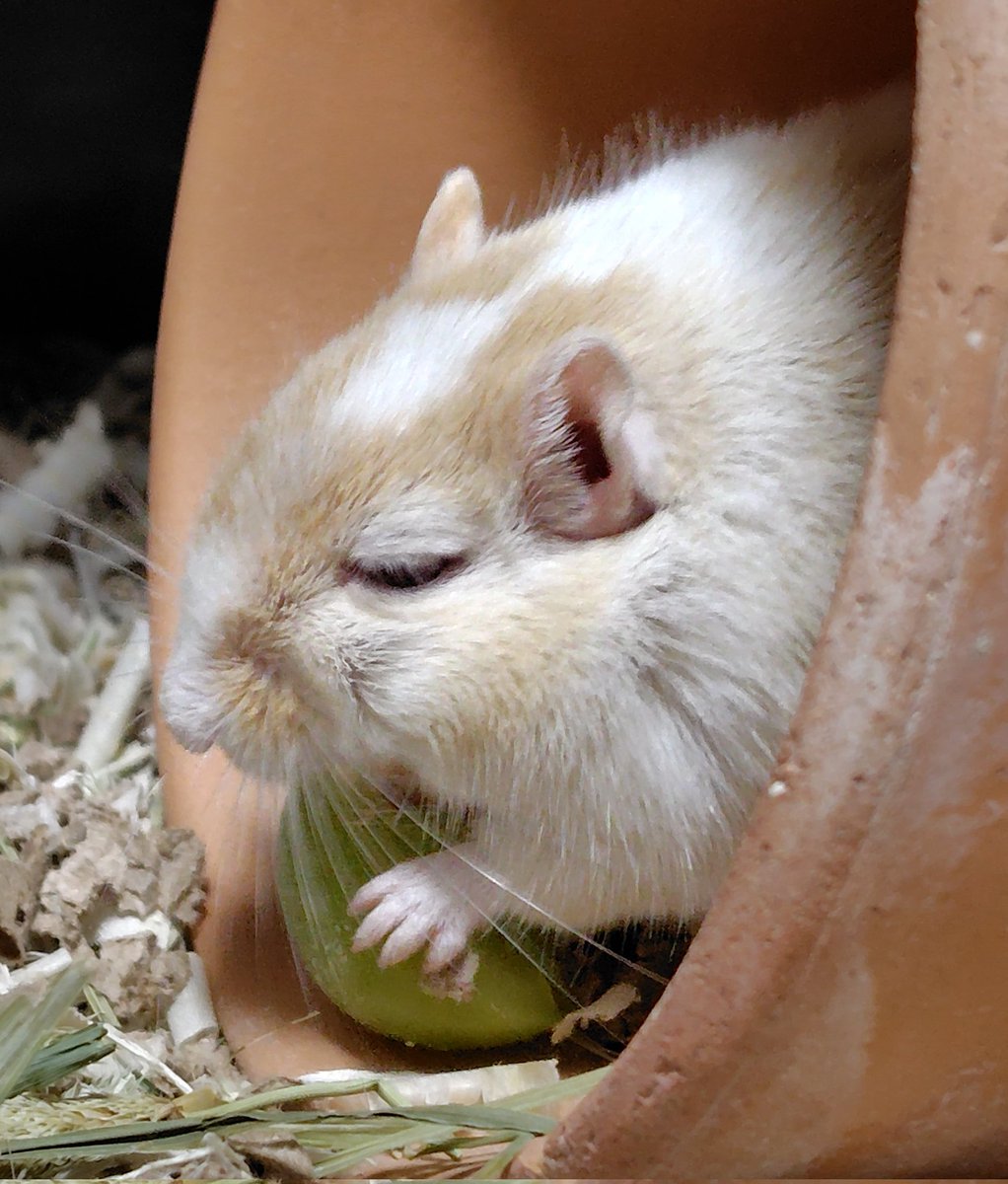 正面ゴンザと横顔ゴンザです。
旬のブドウは大好きみたい、じっくりと味わっている顔をしています