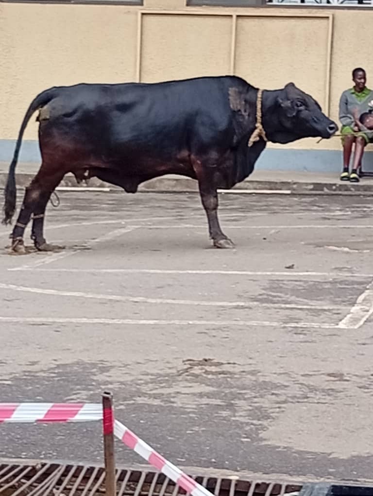 HappeningNow: Bull roasting for Bikangaga House in celebration of their #MAPA2025 victory!

It’s a grand feast across both <a href="/MakerereCollege/">MAKERERE COLLEGE SCHOOL</a> campuses, each with its own slaughter animal, as we join the nation to mark Uganda’s Independence  in true <a href="/MakerereCollege/">MAKERERE COLLEGE SCHOOL</a> style.