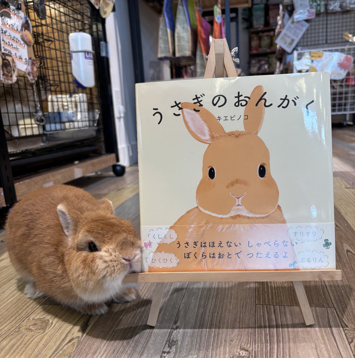 うさこ うさぎのしっぽ横浜店 on X: 