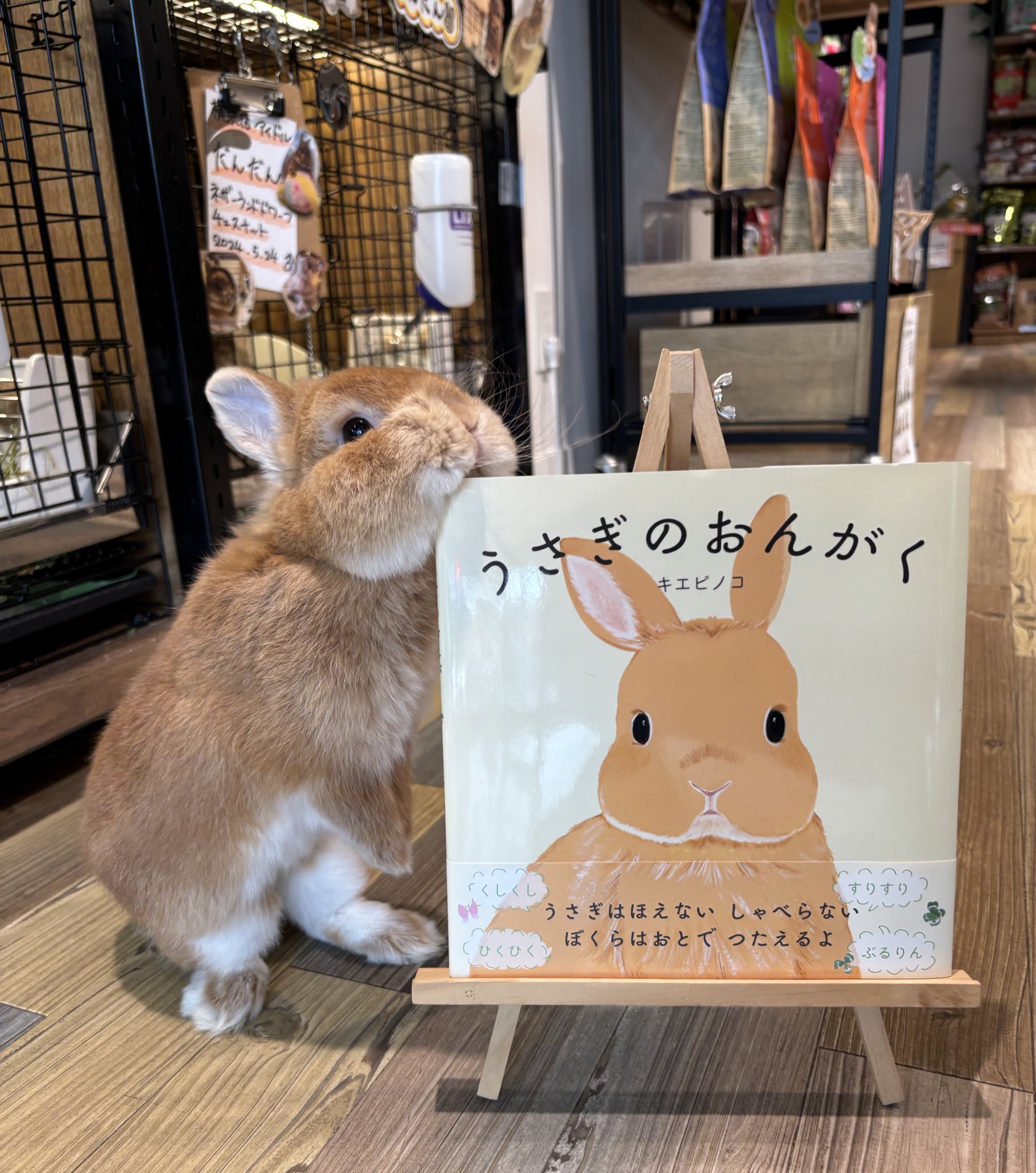 うさこ うさぎのしっぽ横浜店 on X: 