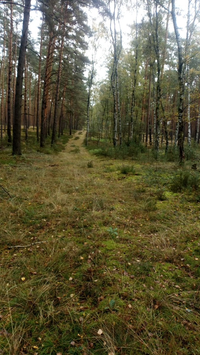 LX8111's tweet image. Enjoying the forest today. #Pilze #Mushroom #Fungi #Natur #Nature