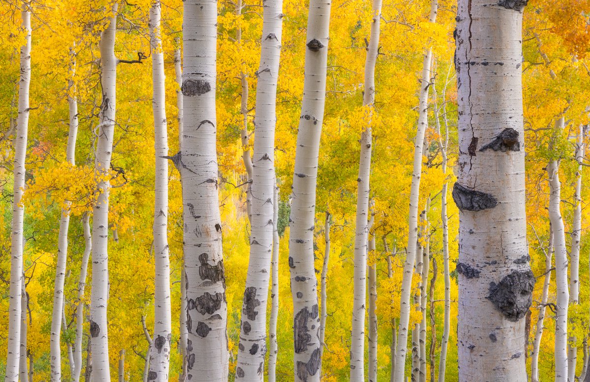 albertdrosphoto's tweet image. There is just something about these aspens in fall. I couldn&apos;t get enough of photographing them in different ways. From reflections in water to close ups of their eyes.