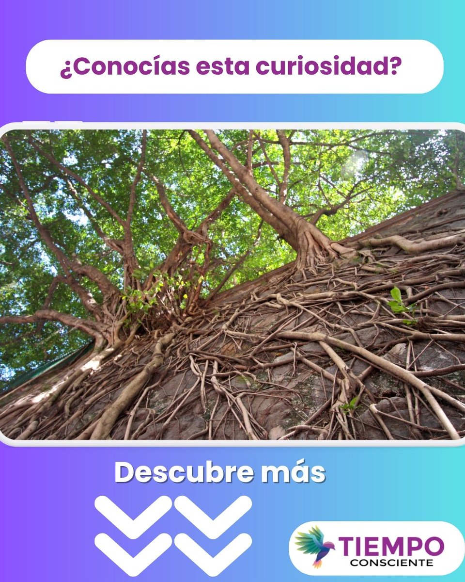 infoconsciente tweet picture