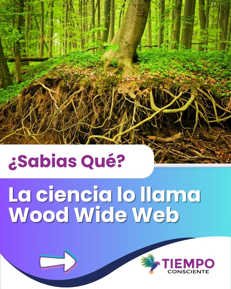 infoconsciente tweet picture
