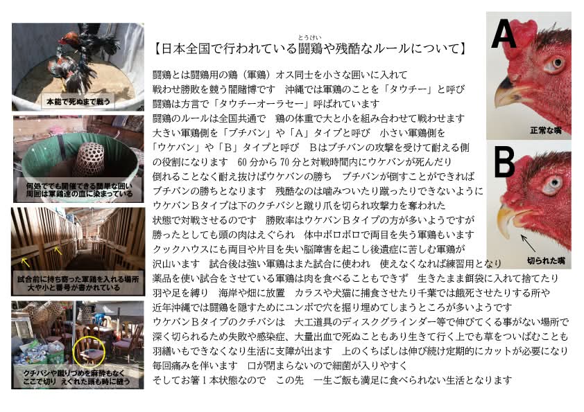 クックハウスokinawa～闘鶏で傷つき捨てられた鶏達の生きる場所～ tweet media