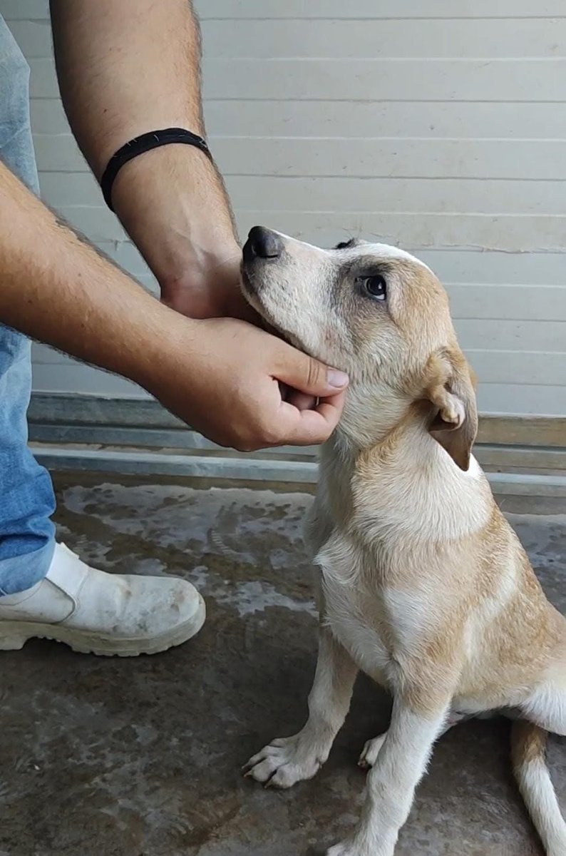 CUORICINO‼️
NON PUÒ CRESCERE IN UN BOX
É DOLCE,INTELLIGENTE 
ADATTO A TUTTI PURCHÉ SIA TRATTATO CON AMORE COME MEMBRO DELLA FAMIGLIA
HA 3 MESI E MEZZO TAGLIA MEDIA PICCOLA
È IN SICILIA MA TRAMITE STAFFETTA ARRIVA OVUNQUE CON VACCINI E MICROCHIP
INFO MESSAGGIO WhatsApp 3270962205