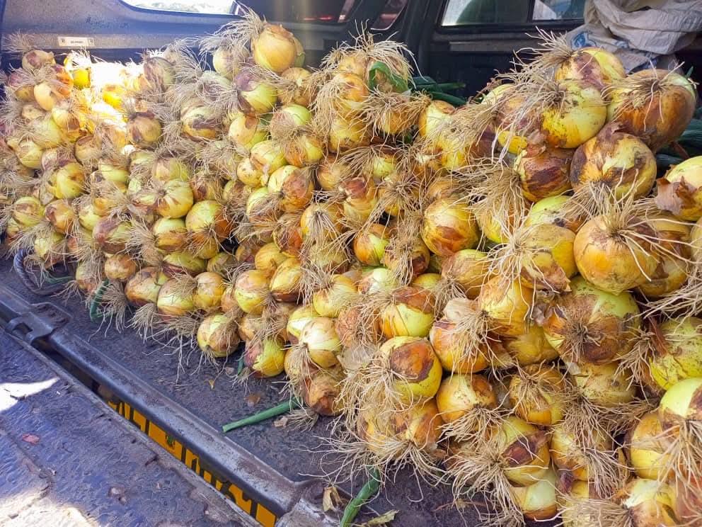 Charterseeds's tweet image. FLASH SALE! 10% OFF the Goblin F1 Onion! 🚀

The profit window is closing. Extremely few packs remain.

✔️ 90-day profit cycle
✔️Top-tier resistance
✔️Uniform, high-quality bulbs

Grab this 10% discount before our seed allocation sells out completely! This offer ends when the