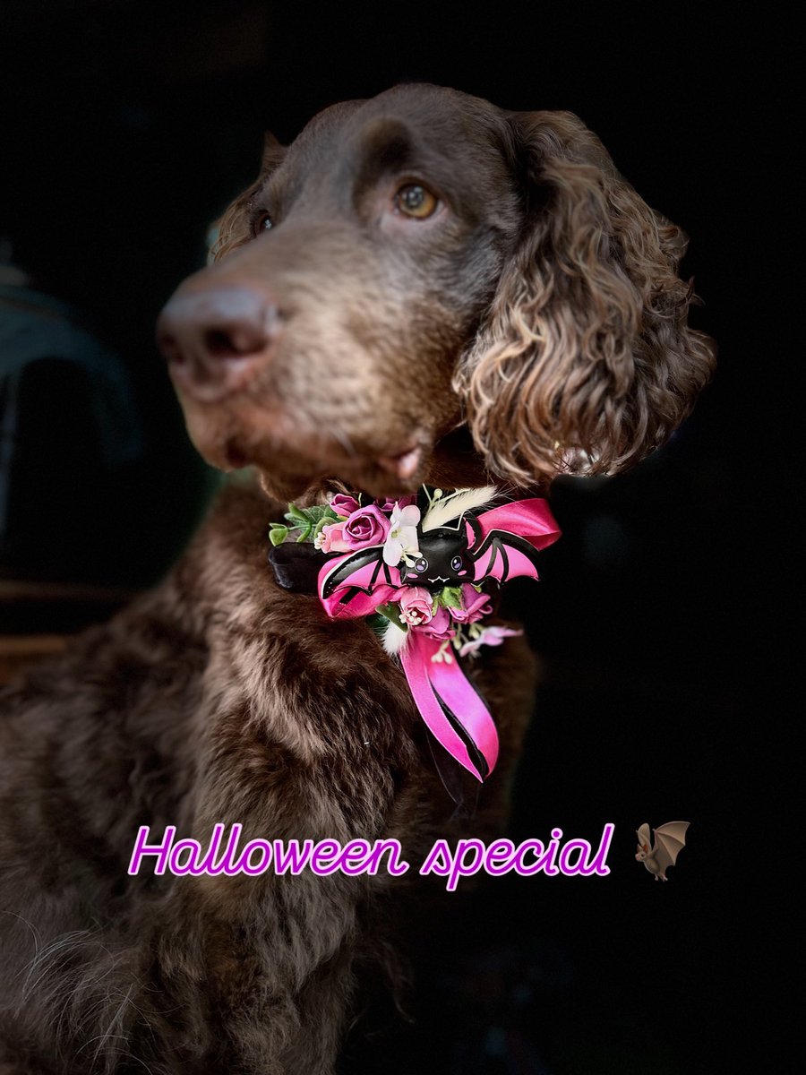boo! October fun for dog costumes too, slip on collar corsage.£8.90