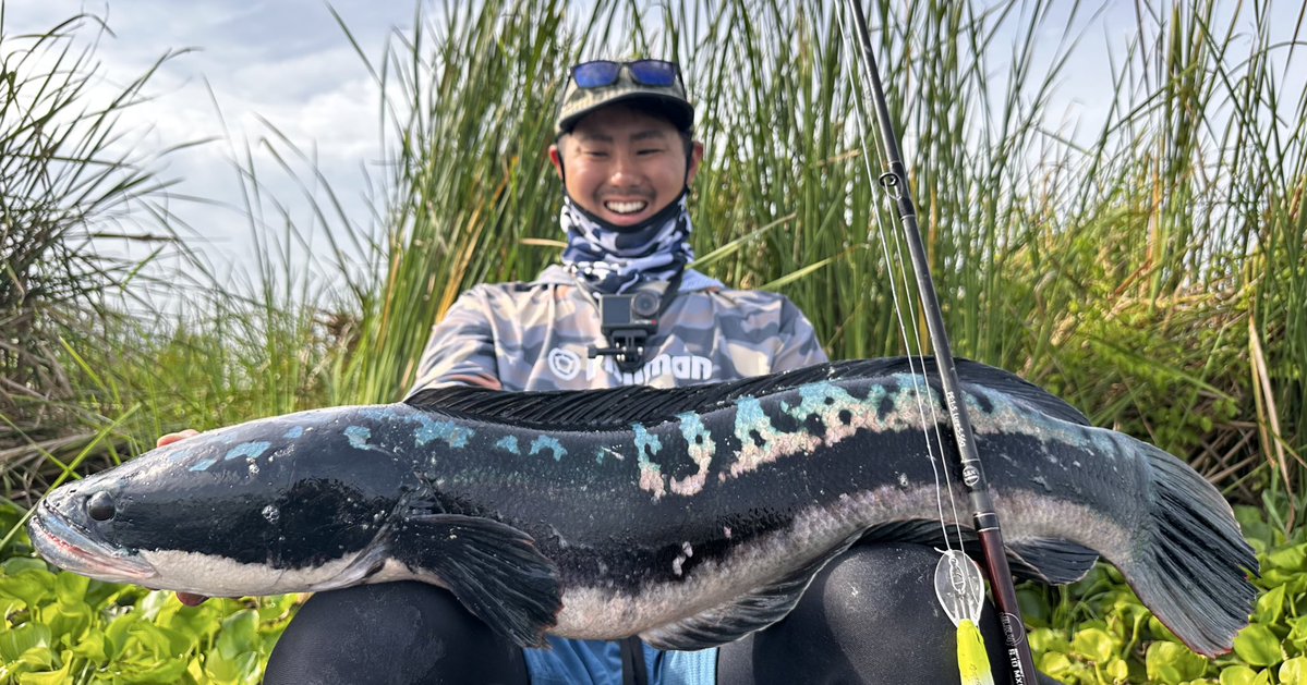 ヤバすぎる。。。
写真は今回釣れたトーマンのごく一部。
総キャッチ数31本。
モンスタークラス乱舞。
今年も数・サイズ共にヤバい...

#Fishman
#BC4510H
#BC610MXH
#BC4610Lプラス（proto）