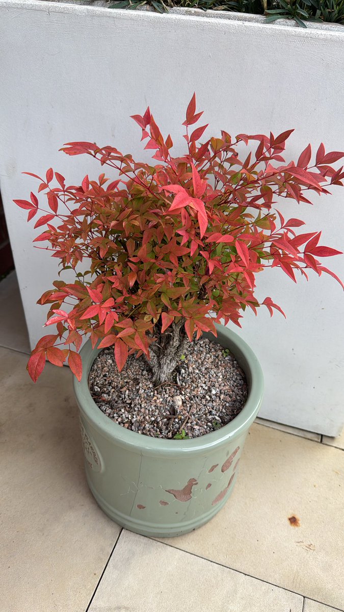 Can any gardening lovers tell me what this is? It’s from my late grandad and I really want it to survive but the pot is too small and it needs to move but I want to do it right. Help me out