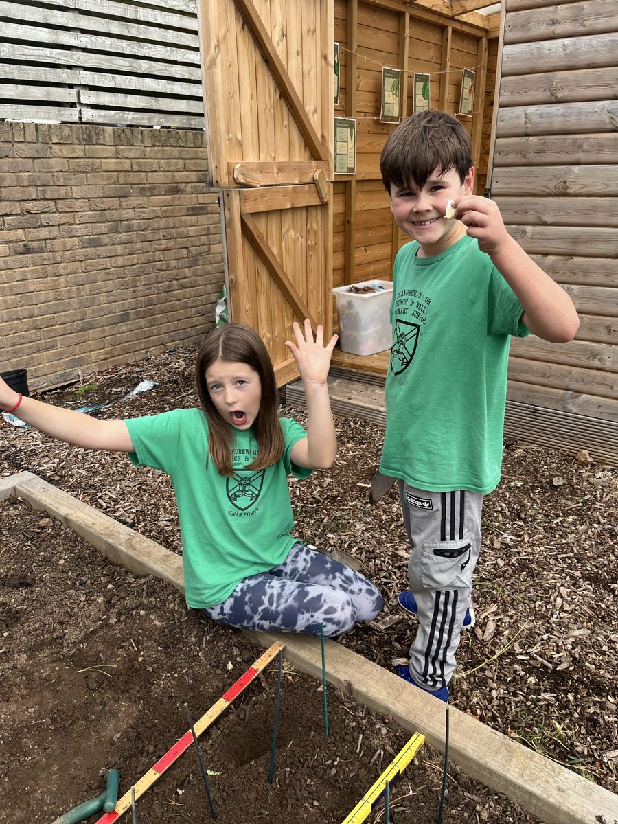 Planting our garlic 🧄☀️ #SAMsY4 #SAMsOutdoorLearning