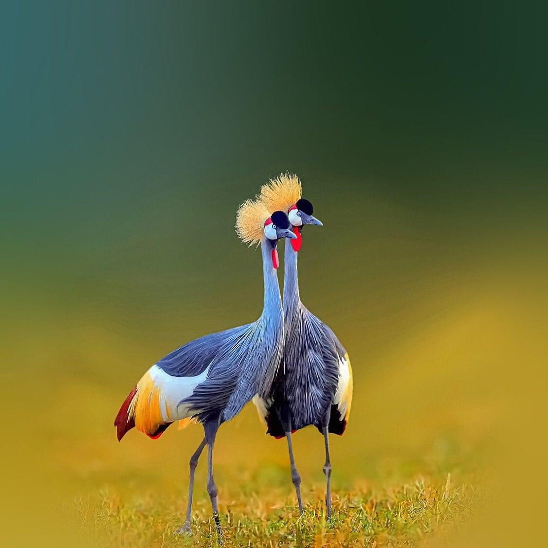 My Uganda!!!!! My love!!!!! My friend!!!!
I celebrate my birthday with the mighty country #UgandaAt63