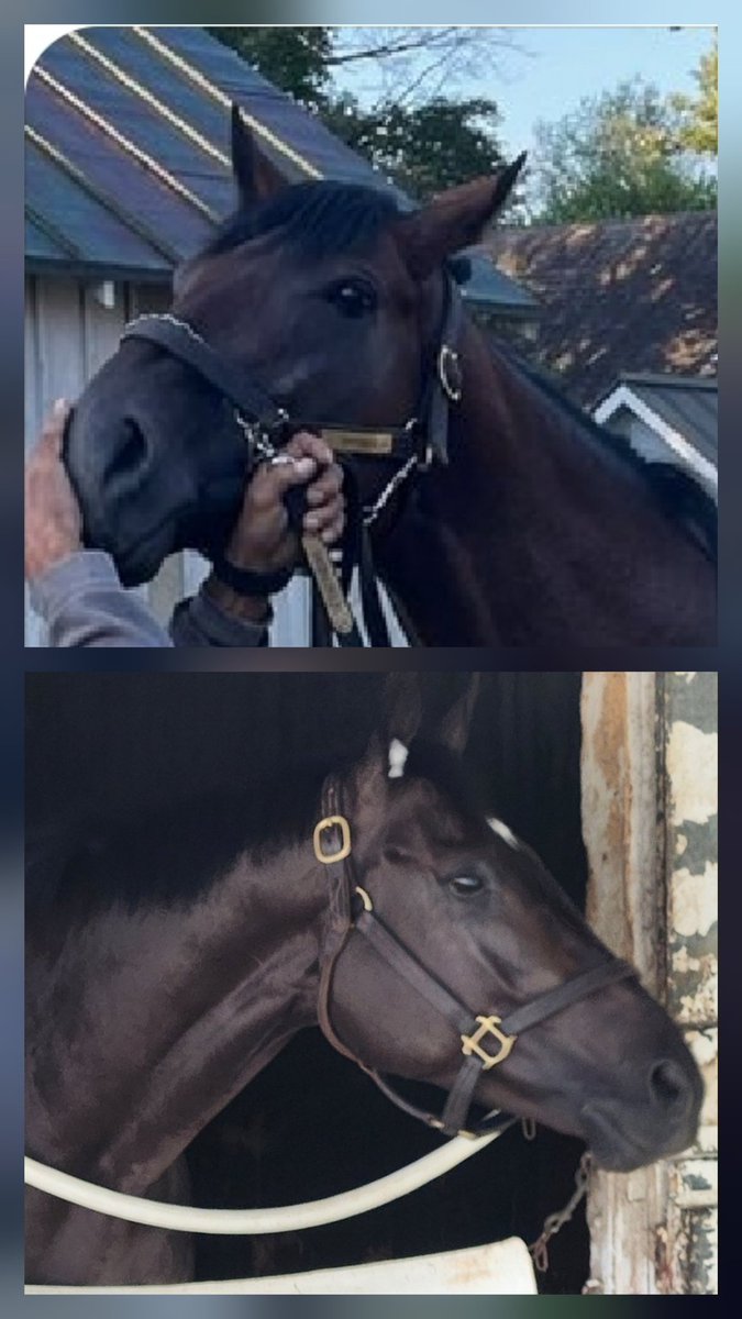 upbackracing's tweet image. Hoping for a big Columbus Day weekend as Uncle Jim (top) &amp;amp; Final Denile (bottom) head to the gate — @depazracing has them ready    for big efforts.

UJ is in the 6th on Friday with @KendrickCarmou1 &amp;amp; FD runs in the 2th on Sunday with @RSantana_Jr.

Let’s get some photos!!! 📸🔥