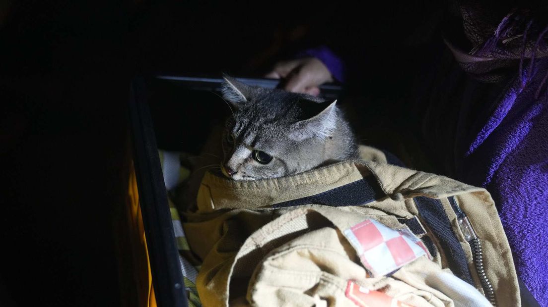 Brandweer bevrijdt kat tussen muren in Weert