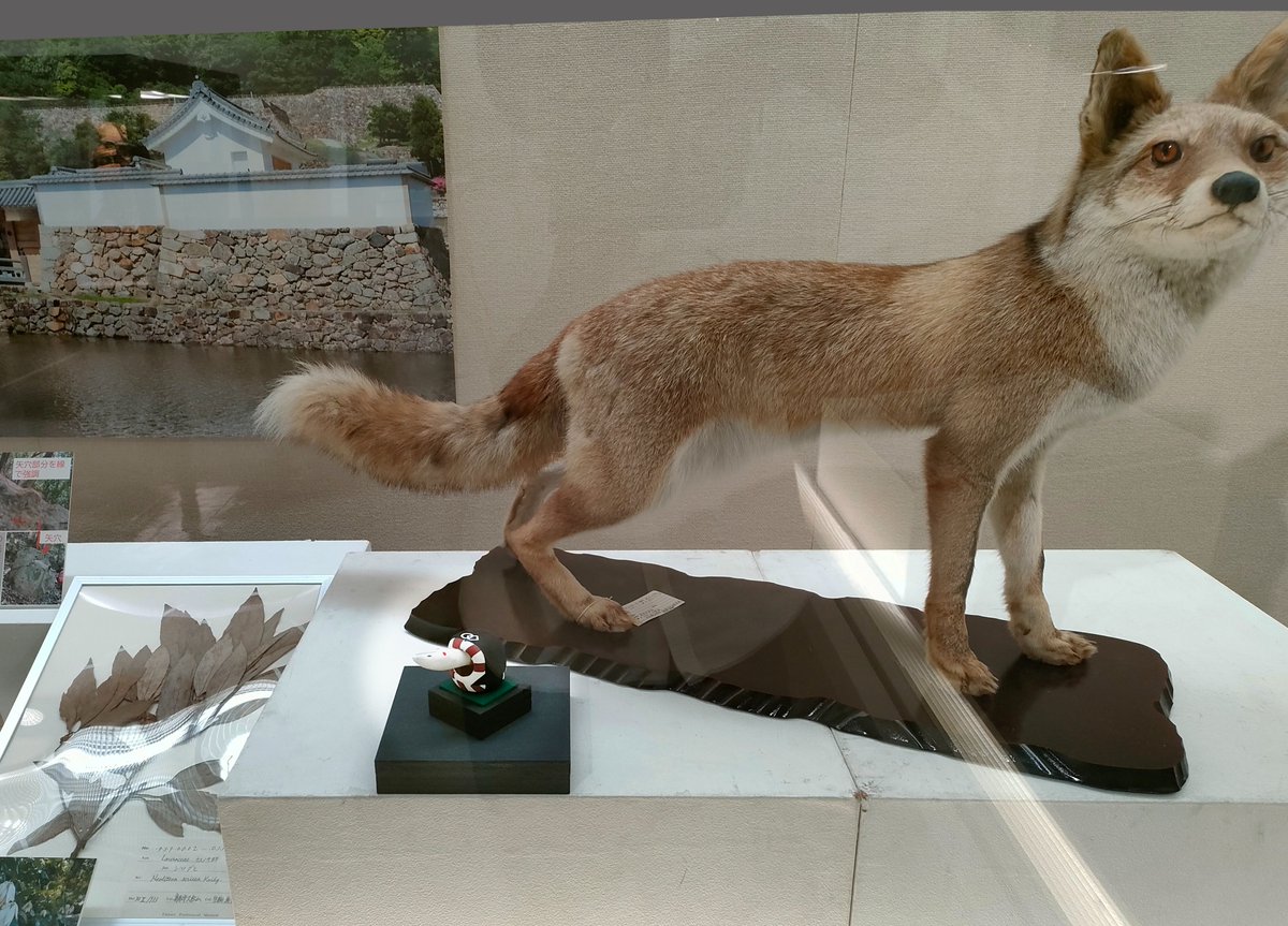 公式】鳥取県立博物館 on X