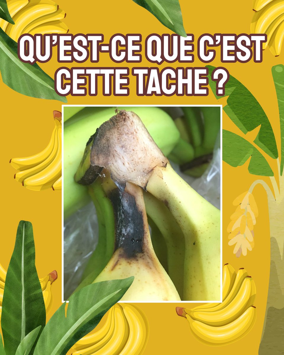 C'est une pourriture des couronnes, qui fait partie des maladies de conservation, et ça peut causer de fortes pertes ! Mais alors, comment on les évite ? 🤔 Du champ au transport, des stratégies existent ! Découvrez-les dans le dossier de l'IT2 : ow.ly/MUmY50X8ze6