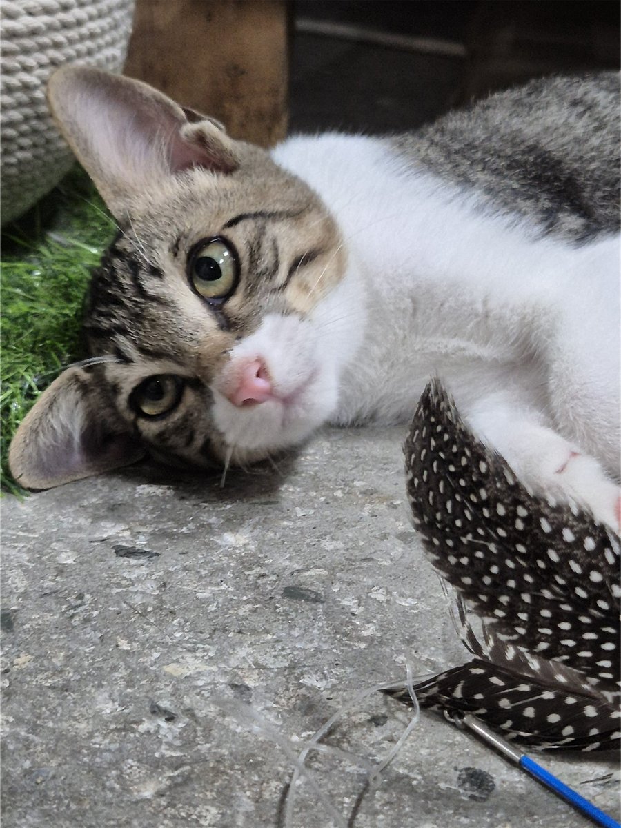 #입양공고 5개월은 입양가기 늦었나요?😭
입에 이응 무늬가 매력적인 고등어냥이
일단 얼굴이 너무 예쁩니다
⭐️고양이도 사람도 조아 둘째로도 적합해요⭐️

고등어조아하시는 트칭구분들.. 
아기 입양가게 해주세요~~~🥹

디엠주시면 구조자님 연결해드릴게요!
타래로 자세한 구조소식 달겠습니다.