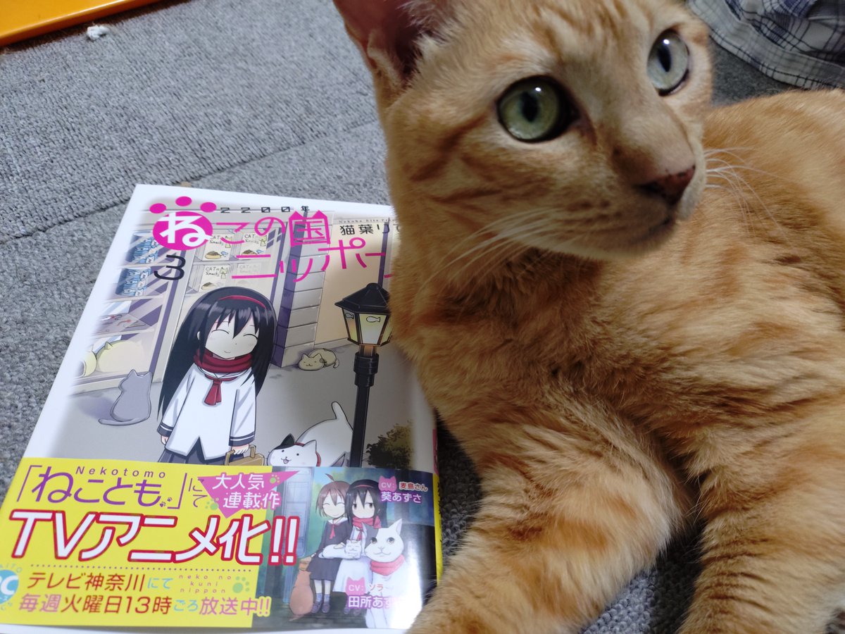 ねこの国ニッポン３巻、本日発売です！！
こちらは可愛くて可愛いアズキちゃんとの写真です！！