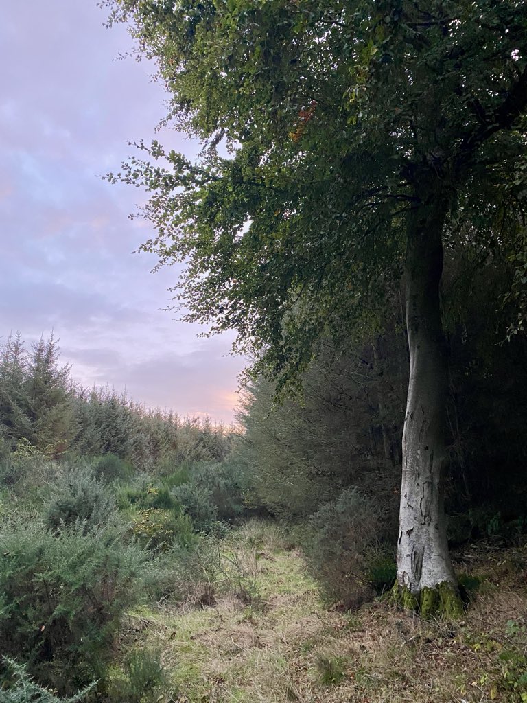 AilishSinclair's tweet image. A good treeish morning to you 🌳