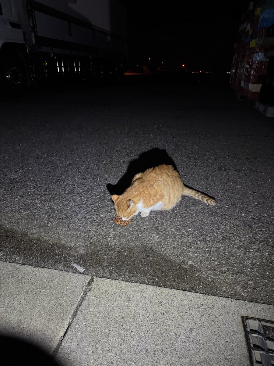 本日の出演の猫さん #ぽこちゃ #猫 #猫ライバー #キジトラ #茶トラ