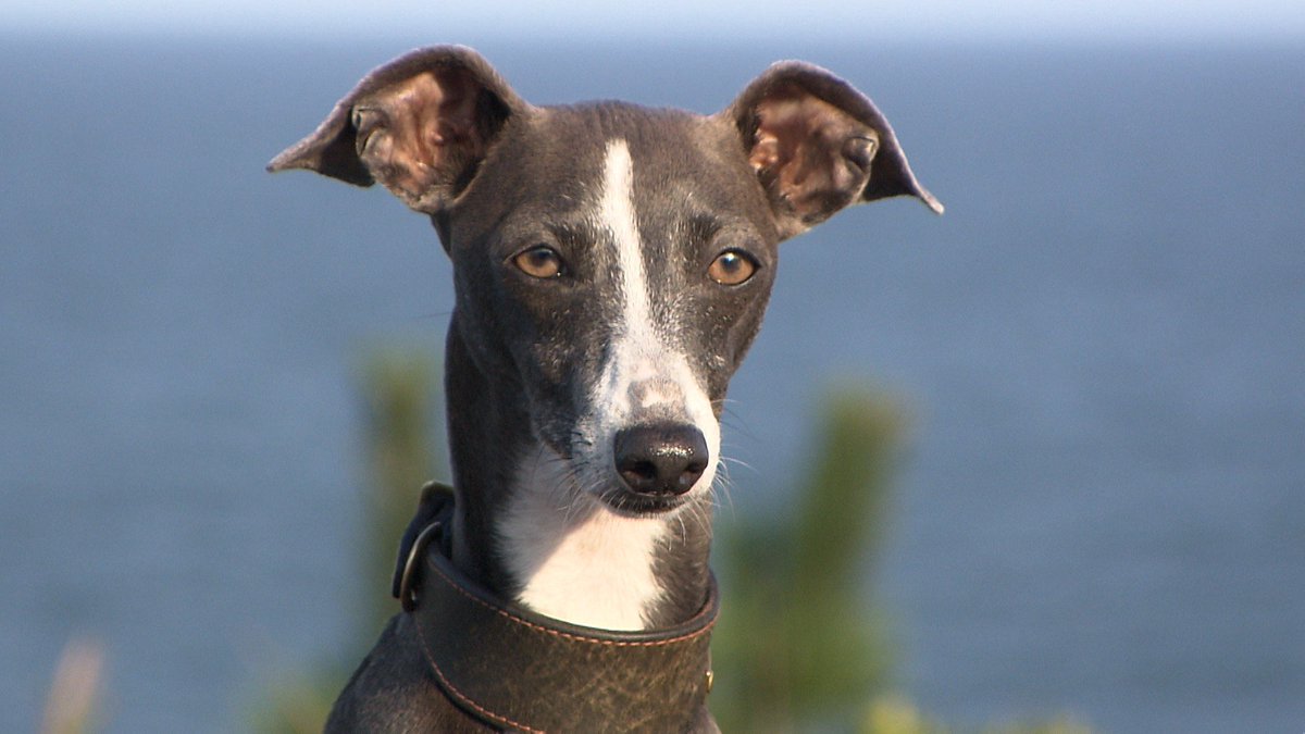 cx_mezamashi's tweet image. #きょうのわんこ に登場してくれたのは「リラ」でした🐶ご主人が経営するキャンプ場の看板犬🔥ご主人といっしょにやるフライングディスクが大好きなんだって😝

きょうのわんこはFODで無料配信中→fod.fujitv.co.jp/title/3291/
#めざましテレビ