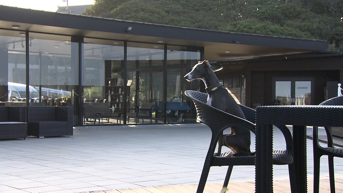 cx_mezamashi's tweet image. #きょうのわんこ に登場してくれたのは「リラ」でした🐶ご主人が経営するキャンプ場の看板犬🔥ご主人といっしょにやるフライングディスクが大好きなんだって😝

きょうのわんこはFODで無料配信中→fod.fujitv.co.jp/title/3291/
#めざましテレビ