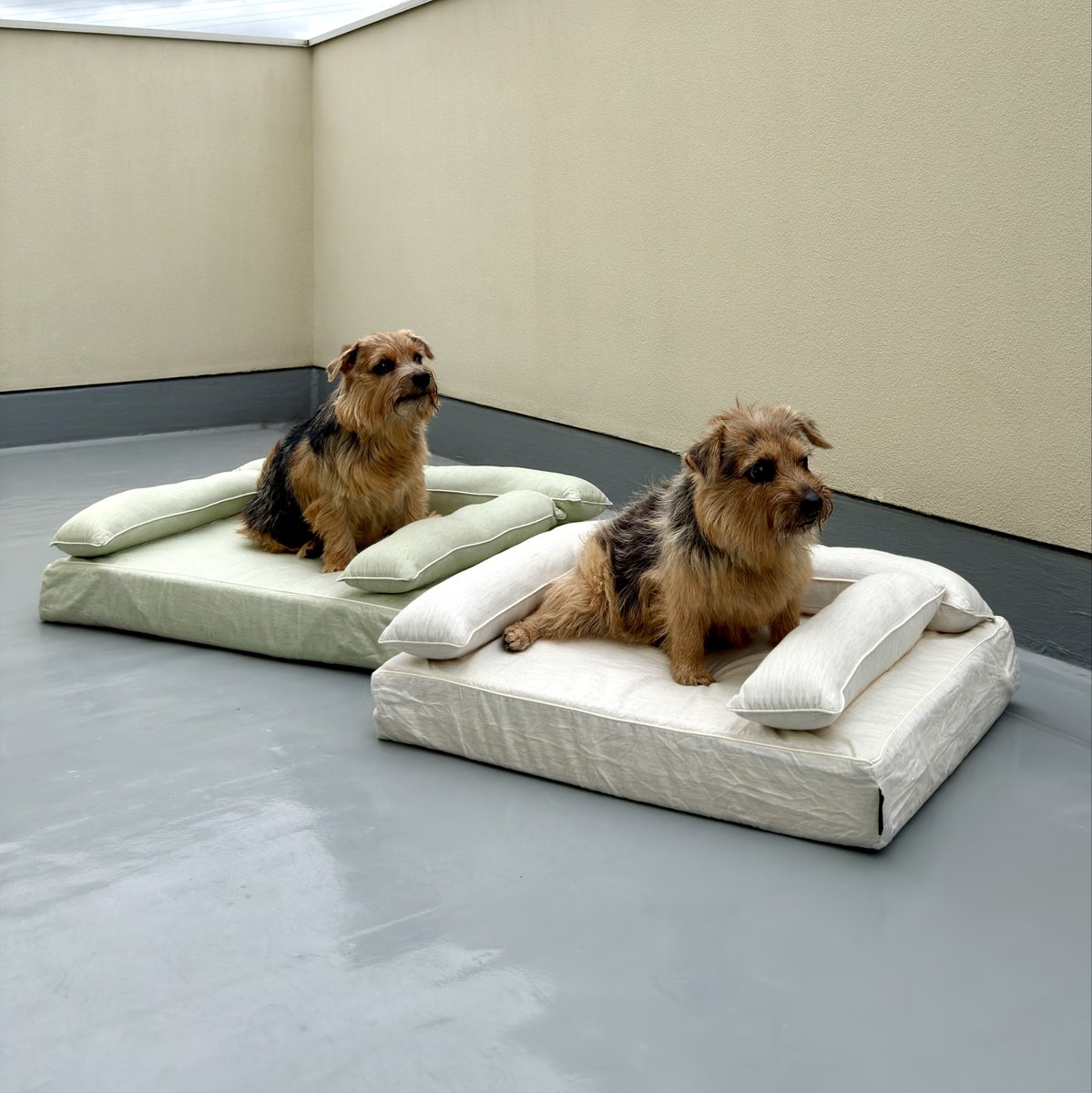 強風🐶🌀🌀