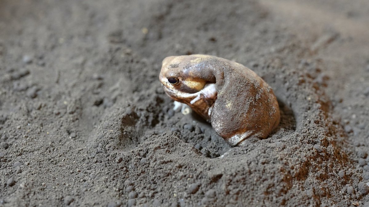 Rain frog's daily life
アメフクラガエルの日常
