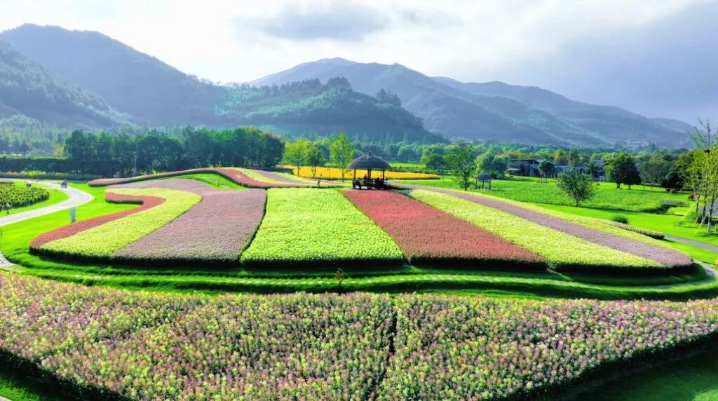 DiscoverYuhang's tweet photo. Autumn in Jingshan Flower Sea looks like an oil painting! 🎨
Vibrant Cleome(spider flower), Kochia(Bassia scoparia), and Globe Amaranth cover the hills—only for a short time!
Would you go see it in person? 🌸🍂
#Yuhang #Jingshan #FallGetaway https://t.co/Btwb8HrmuZ