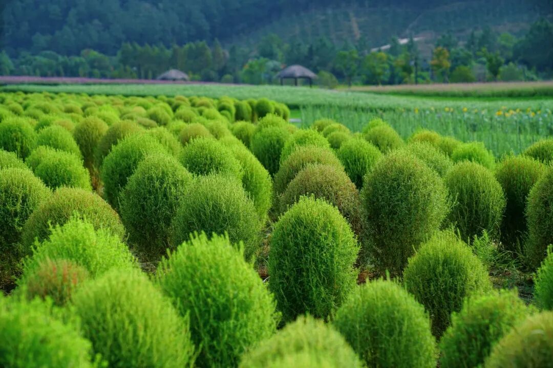 DiscoverYuhang's tweet photo. Autumn in Jingshan Flower Sea looks like an oil painting! 🎨
Vibrant Cleome(spider flower), Kochia(Bassia scoparia), and Globe Amaranth cover the hills—only for a short time!
Would you go see it in person? 🌸🍂
#Yuhang #Jingshan #FallGetaway https://t.co/Btwb8HrmuZ