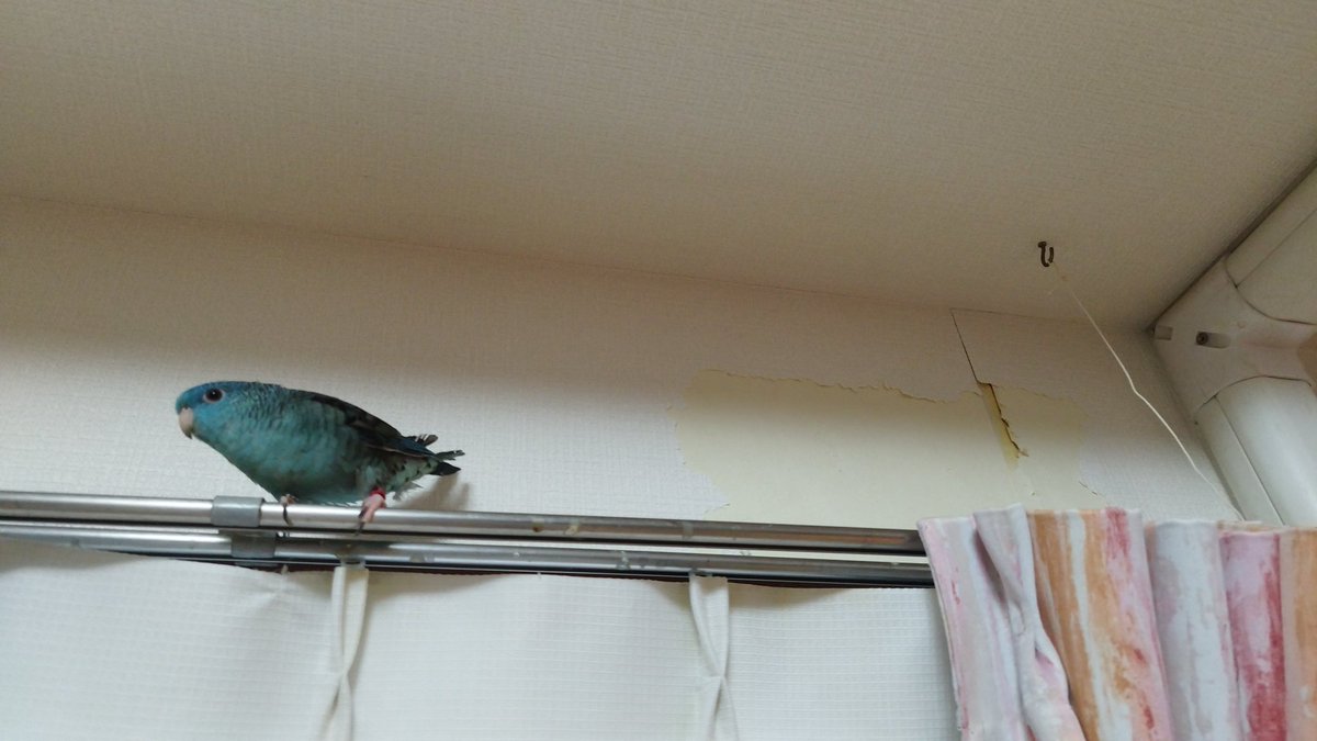 ochabarunosuke's tweet photo. サザナミさんがむちゃくちゃ壁紙剥いでる https://t.co/Ya6UEewrKI