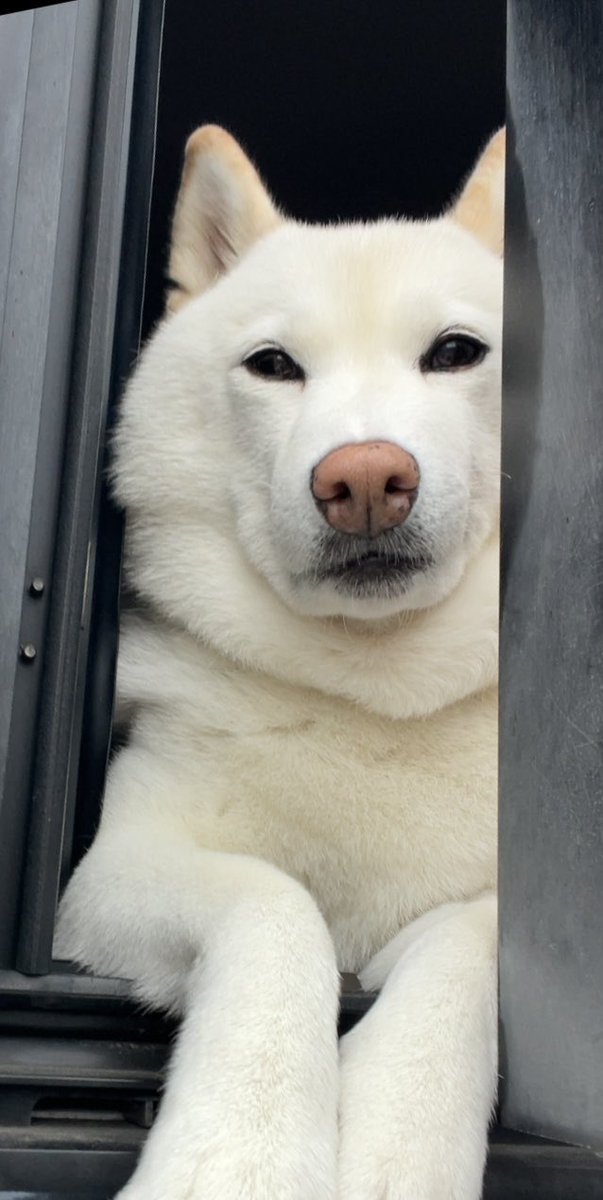 チョビ (@sirosibainu) / X