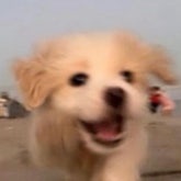 내 똥개 신나쎠ㅜ