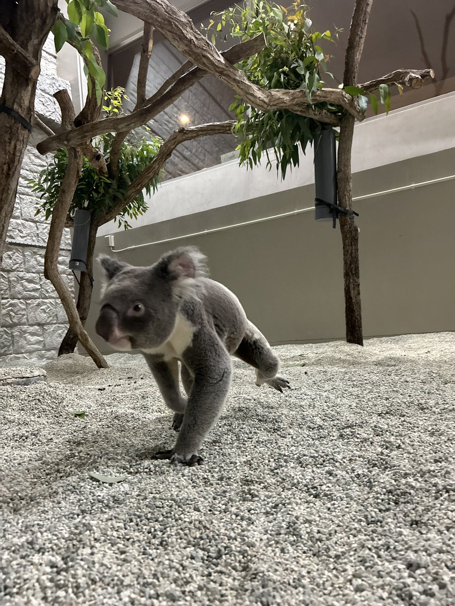 englandhill_zoo's tweet image. もともと伸びのあるハイトーンボイスなノゾムでしたが、最近ダンディな低い声に声変わりしつつあります
臭腺も発達してきてますね@(・●・)@
#コアラ #ノゾム