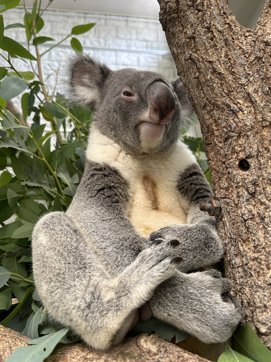 englandhill_zoo's tweet image. もともと伸びのあるハイトーンボイスなノゾムでしたが、最近ダンディな低い声に声変わりしつつあります
臭腺も発達してきてますね@(・●・)@
#コアラ #ノゾム