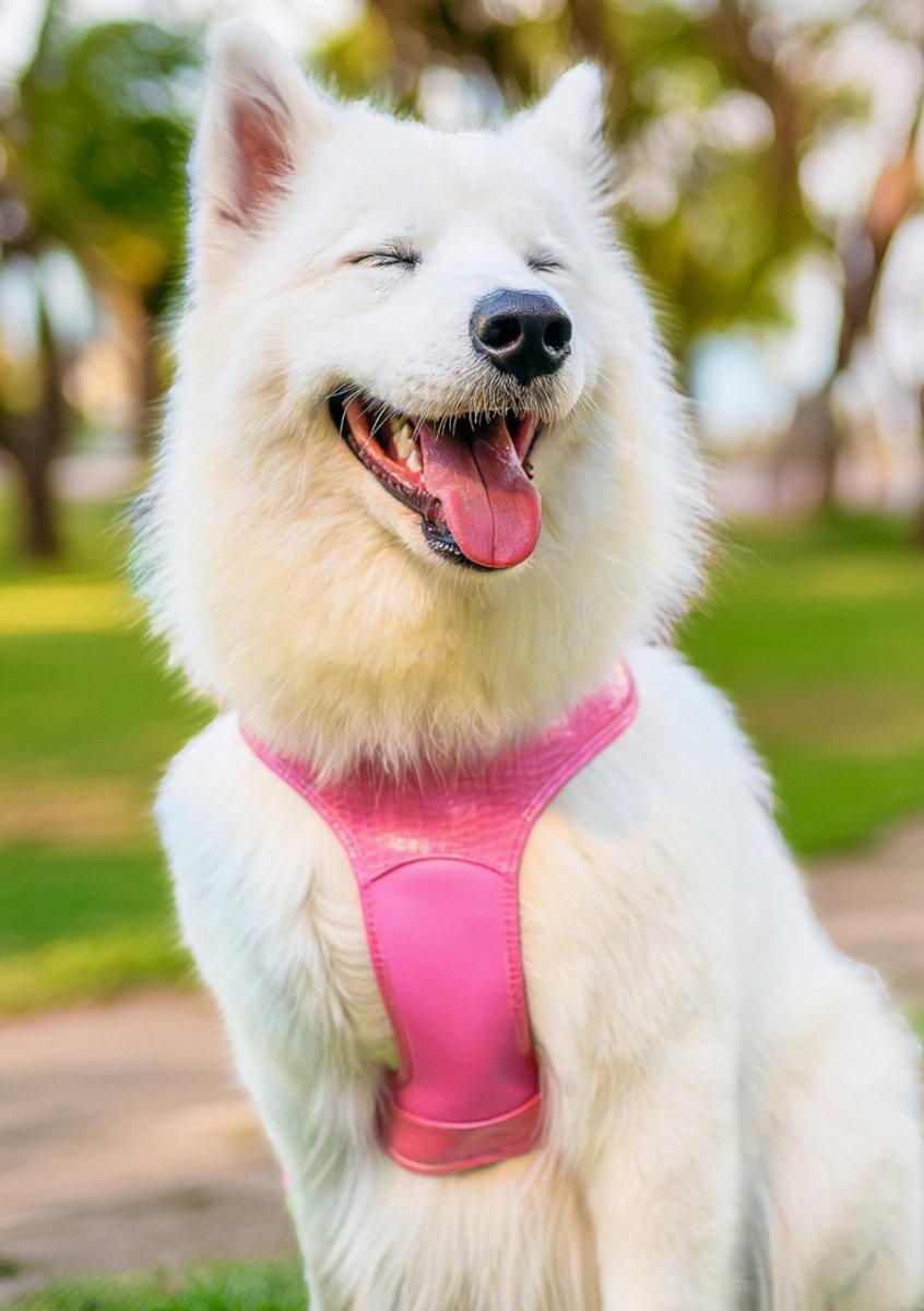 sharona4bh's tweet image. 🐾 Vendors wanted! Apply now for Doggy Daze 90210™ — Sunday, Nov 2 at Roxbury Park! 🐶🎉

Join the fun with a pet parade, talent show, vendors, food trucks &amp;amp; more.
Apply by Oct 16 👉 beverlyhills.org/csevents
#BeverlyHills #DoggyDaze90210 #CommunityEvents #AnimalLovers