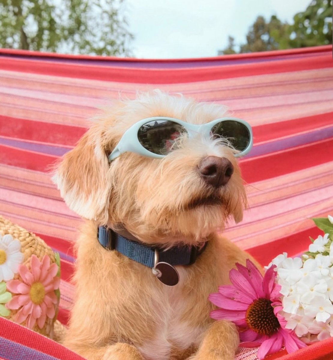 sharona4bh's tweet image. 🐾 Vendors wanted! Apply now for Doggy Daze 90210™ — Sunday, Nov 2 at Roxbury Park! 🐶🎉

Join the fun with a pet parade, talent show, vendors, food trucks &amp;amp; more.
Apply by Oct 16 👉 beverlyhills.org/csevents
#BeverlyHills #DoggyDaze90210 #CommunityEvents #AnimalLovers