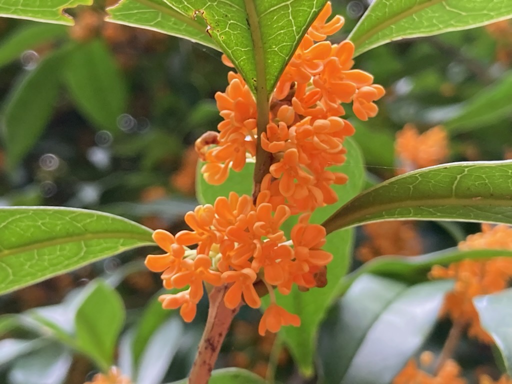 木花 キンモクセイが開花しました。「ジンチョウゲ」「クチナシ」と