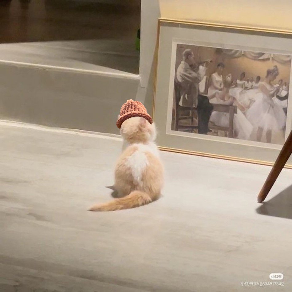 Dreaming of dance class $cwif <a href="/catwifhatsolana/">Catwifhat $CWIF</a>