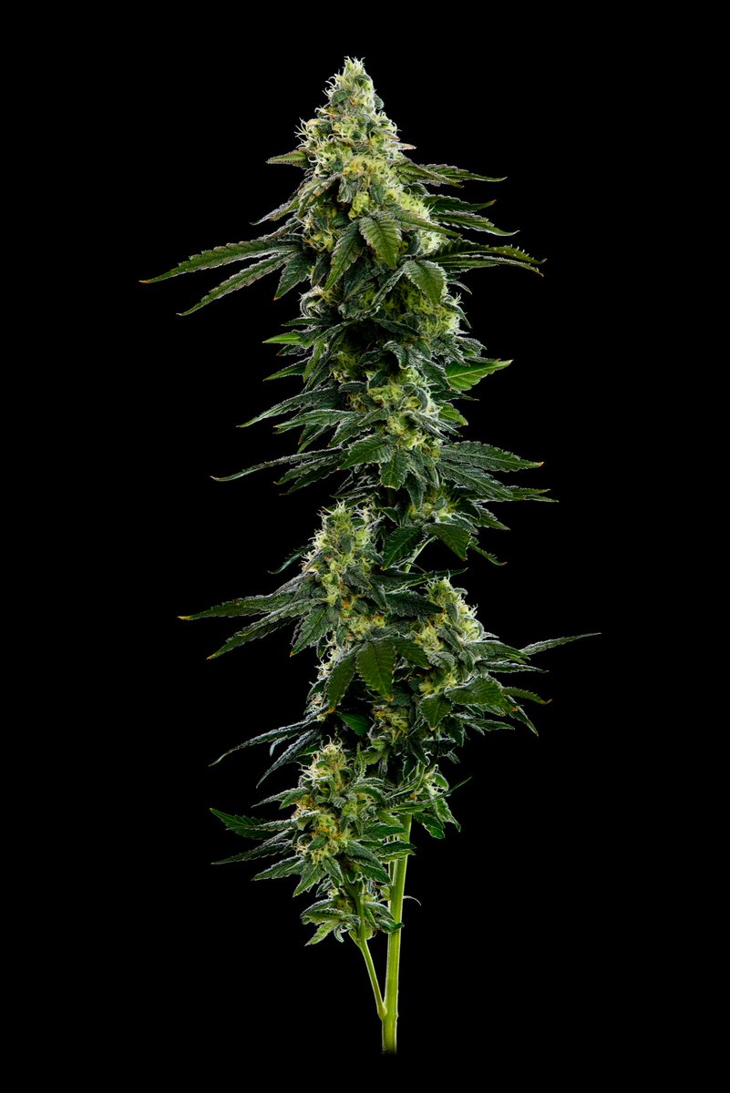Stuntz!!!!!  the first seeds we popped from Oni were Stuntz, Papaya Runtz and Papaya Syurp.  The Stuntz pheno we selected ended up becoming one of our most sought after cultivars. Unique in smell, growth traits and overall production… she was a keeper from the first time we grew