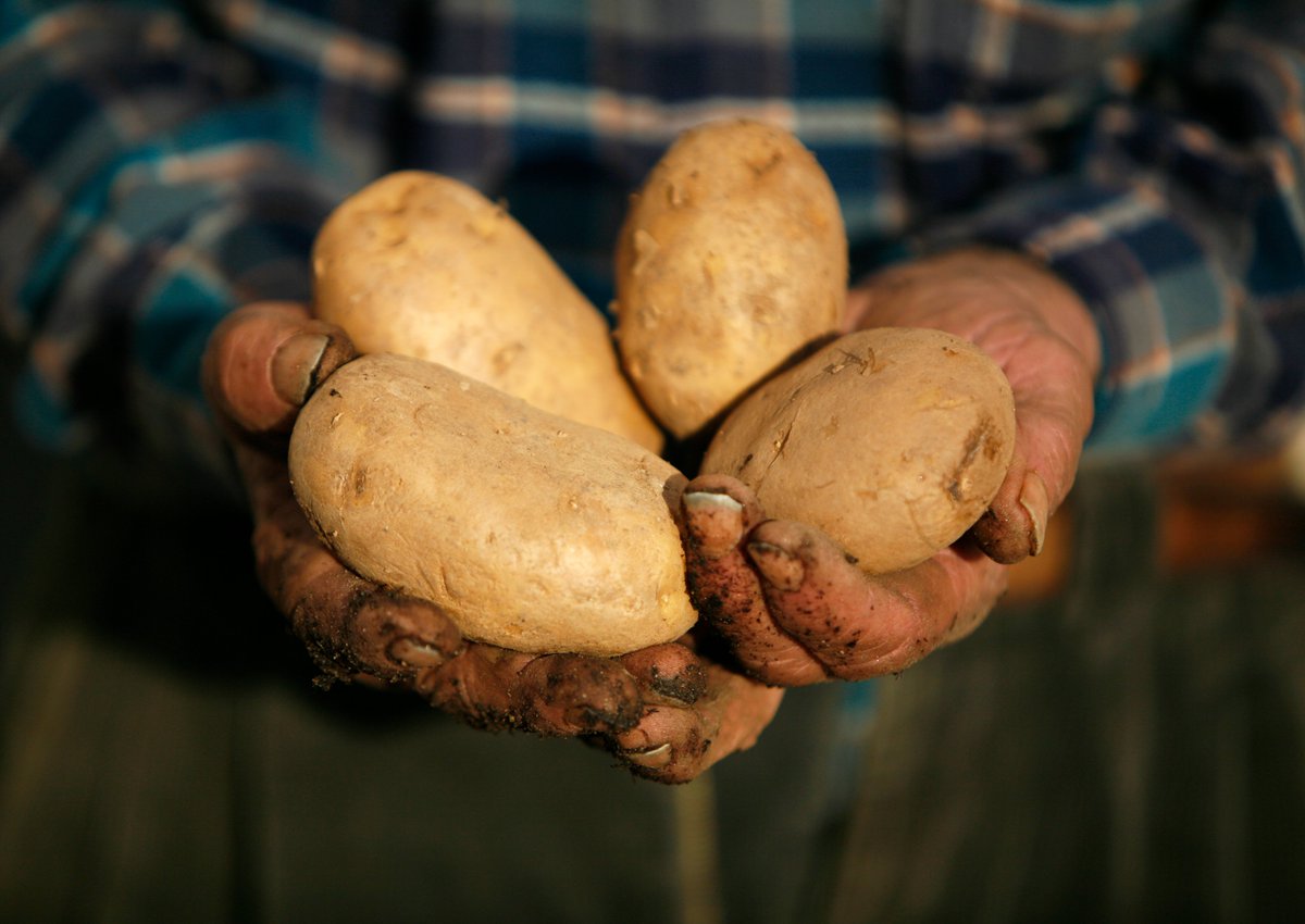 🥔La Patata de Prades IGP és molt més que un simple ingredient: és un tresor del nostre territori 🌄

⛰️Cultivada a més de 1.000 metres d’altitud, al cor de les Muntanyes de Prades, aquesta patata destaca pel seu sabor intens, textura cremosa i qualitat excepcional💫