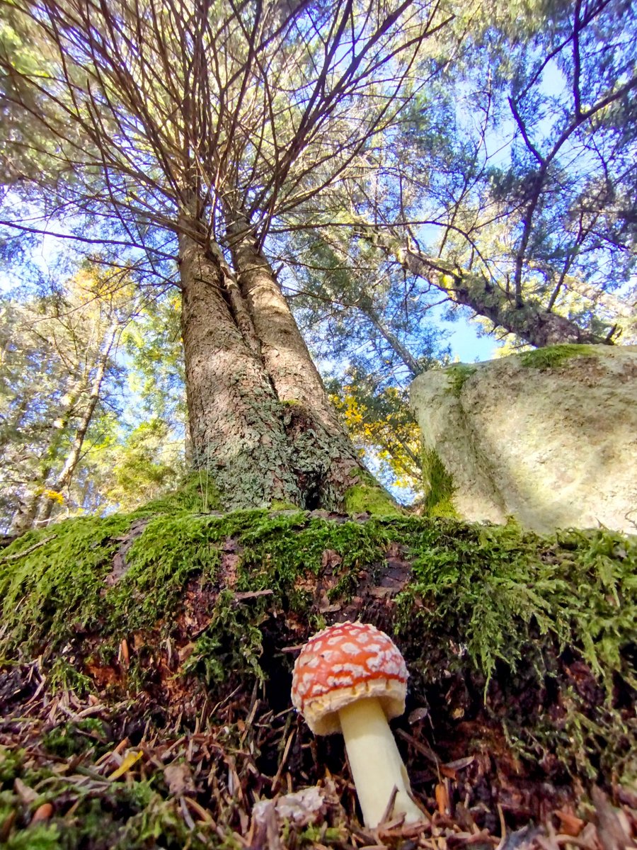 "Cuando miras un árbol y ves un árbol, no has visto realmente el árbol._

Cuando miras un árbol y ves un milagro, entonces, por fin, has visto un árbol."

Tony de Mello

Click: Amanita muscaria a los pies de un gran abeto, ayer en los profundos y subyugantes bosques alsacianos.