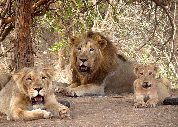 🦁 Discover the wild heart of Gujarat at Gir National Park! 🌿
👉 touristinindia.com/gir-national-p…

Home to the majestic Asiatic lions and breathtaking wildlife safaris. 🐾 #GirNationalPark #WildlifeIndia #NatureLovers #ExploreIndia